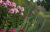 a302e0295c5196c038f77818d267f468.png
