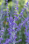 550d2aa23e1111a0071209cc83aefaa9.png