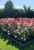 3514aaacb9ad10a03f32d2b5d153a104.png