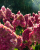 ea26326fa312ade500e8fe2f3a160b4b.png