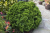 930881b862a99dd7a156d3b01f522bd2.png