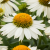03f0eef6034adb5b31751ae4b5d5593f.png