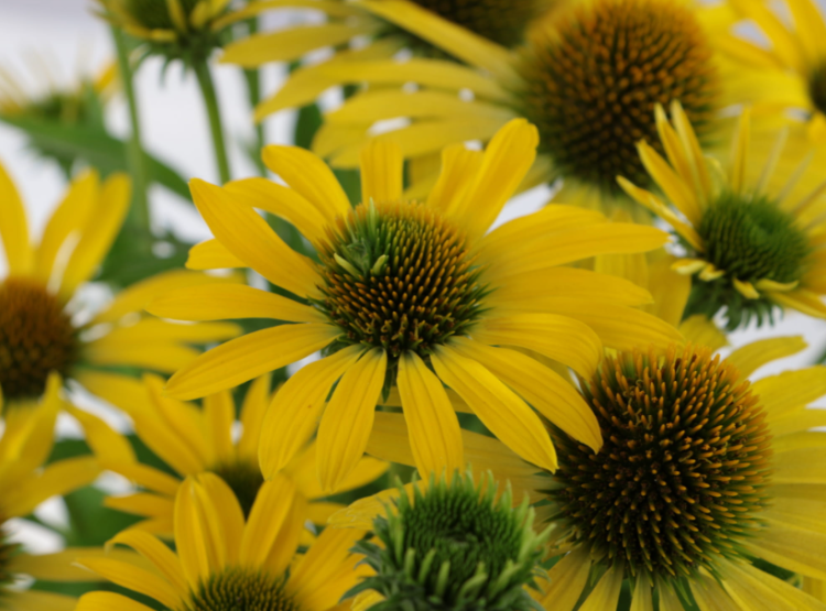 0d695ca3a424cef73d3bb9bcea685f0e.png