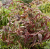 8fe780f50cdc01967a1b52c0e328ee97.png