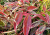 e219520109e96ed00041af8343b10b6d.png