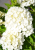 18077911edc74cd2f28f9abb089fce01.png