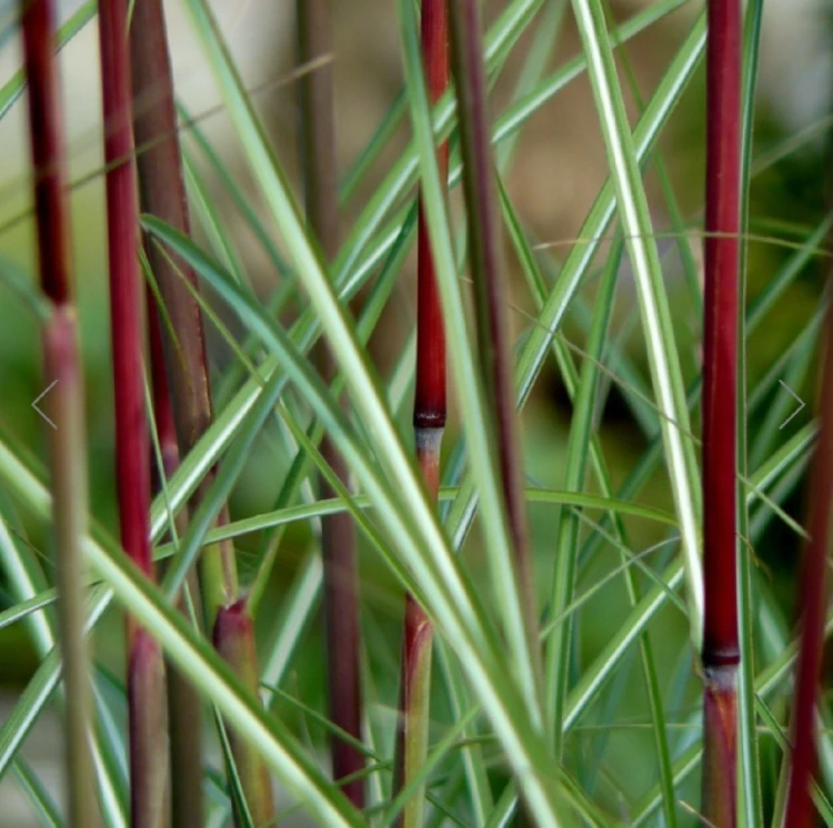 79872c293a0aaa071b7cf4e5ad0fdffb.png