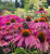 cf83b8a21b4203b8a059fe9653cad61c.png
