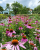 ff81ead9343a2925fbfa082b848a0dae.png
