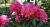 8f705e865f327e742ab99ae020129d1c.png