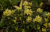 cea3d6428f0e8906d872e6a4f679ed9a.png