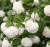 b908fb24b6dc0ebdad3f3019e82a15f8.png