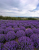 4ec69a0b6103bd8817357bfdfb5a30a4.png