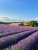 18353d887c28aab0f7767c3d66e7fbcf.png