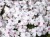 8c1b85f2d83fc5c802f9d5b38b4daf6f.jpg