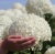 ee43066b9371476cb6be2ca260170977.png