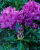 a6f410adb918384a8b4b179e5ee7d515.png