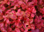 31074d64c9f3cf298e1b2af73a30e66c.png