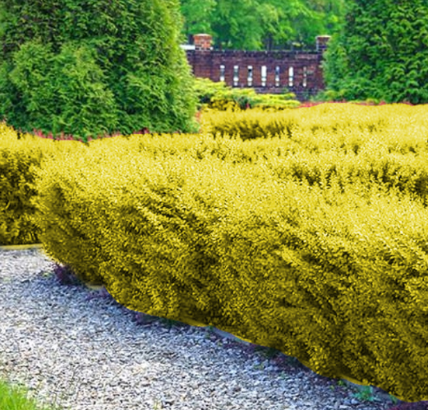54131cb7d683a46a95ecda7c760f8104.png
