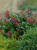 c0452aed9cdb05177178e5c2add7b0a6.png