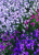 37b76873d19df53cb388d7053b0a2d5f.png
