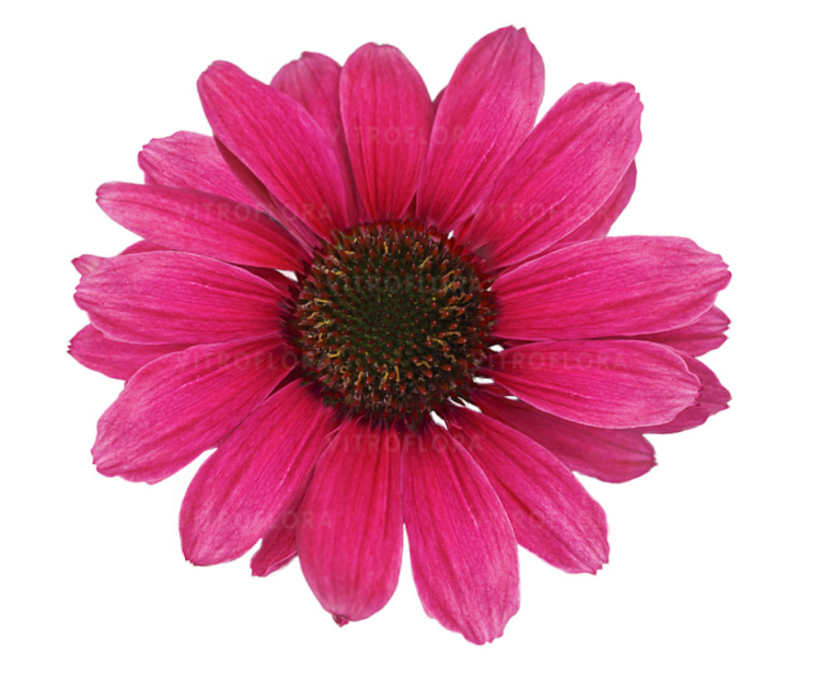 bb39c899f6b6b70bb818dca6527634fb.png