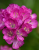 2677f495b26483f73fd4805ed50906a1.png