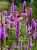 7135f2df956673d60ef16855295a17be.png