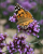 02f8433cd02184697ce79a6a034b9d86.png
