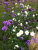 25715c9addc048dd6bc6b25b29f1ff27.png