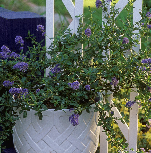 d33d08971ef40ac398851fe8df3006f3.png