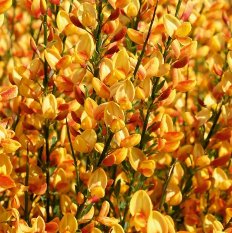 6c9c97ab88595ab3e01e28408aa1a39b.png
