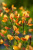 f776f11da62488d4384246cfcc433570.png