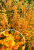760574a5fde5b021251d0c2bc1c76521.png