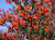 7e85c4058c53bbbb54ead3fc18d26fa4.png