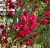 8eb5a68616e14481db9be8a8414df64e.png