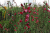 5190708dc028c5eb3e6eb6fda1b81d6b.png