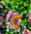 bd6096f83a731cdc890be99635f60b29.png