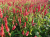 d3dc3f291a1474b08fff1a88c982d7d3.png