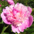 5cb352e6efc20bc6eeeeaff712029465.png