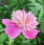1f78a461e9c341ca41700b69e27687fc.png