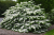 415adf8be51a1bc8e5b201e7727961b5.png