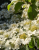 99d642aef49ee628dd80cbd493cc0336.png