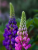 75b9b843a56de4b9f76c00c5209ed4f1.png