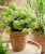 732590fe61cfa65a0801ac14152a9906.png