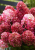 40199891d0a1296314bd585314a7a006.png