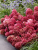 d918372e3adf80ab4237333d94b02512.png