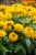 2272ff647a9cc21362611401822245d4.png