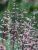 df6c7ea126dba4b68956de9221881784.png