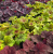 2530c24dc57adac12cc7dcaa4ded46ee.png